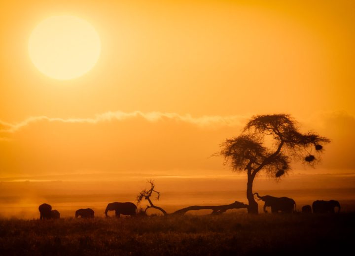 Amboseli & Kilimanjaro Views