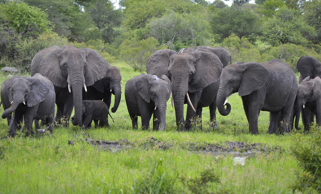 Amboseli & Kilimanjaro Views — elephant herd
