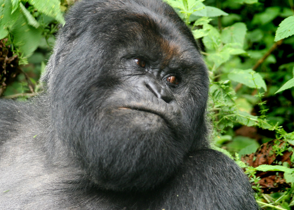 Bwindi Gorilla Trek