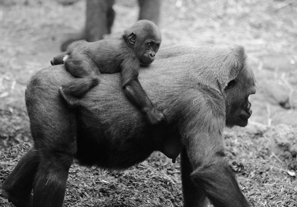 Bwindi Gorilla Trek — gorilla baby