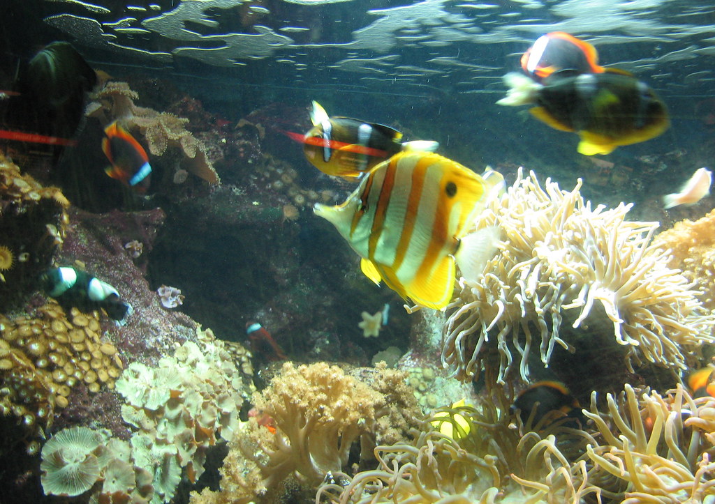 Diani Beach & Reef — coral reef fish