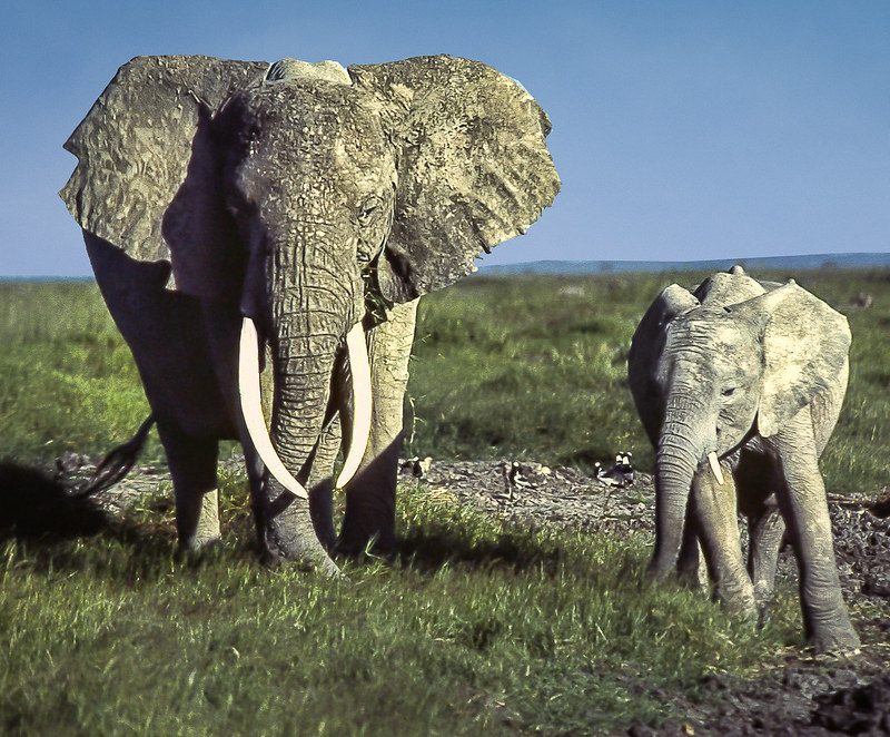 Kenya Safaris