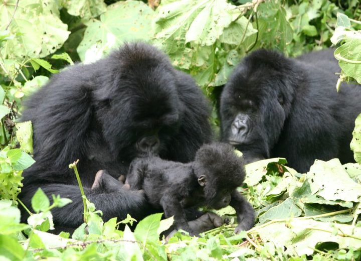 Kigali & Volcanoes Discovery