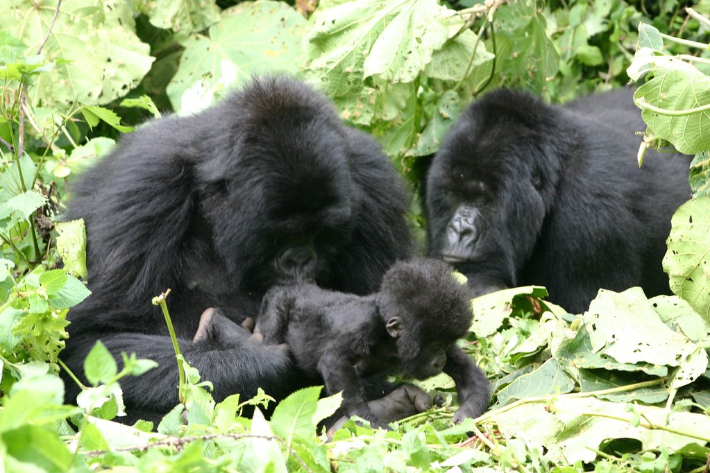 Kigali & Volcanoes Discovery