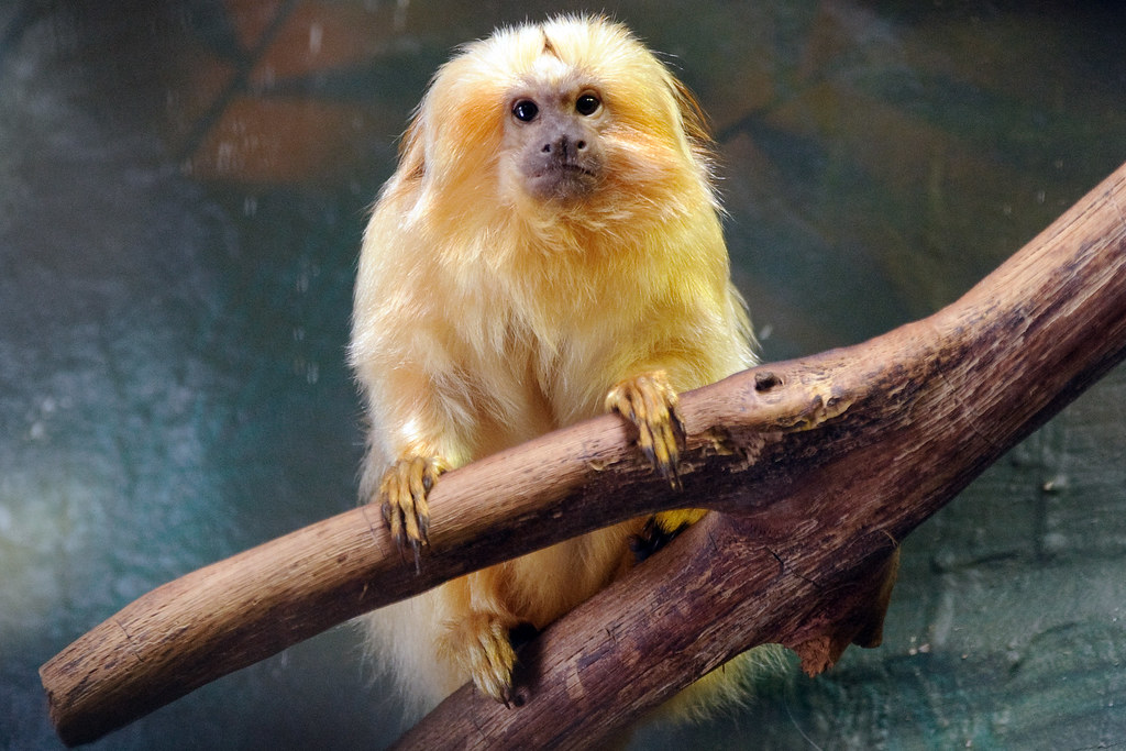 Kigali & Volcanoes Discovery — golden monkey