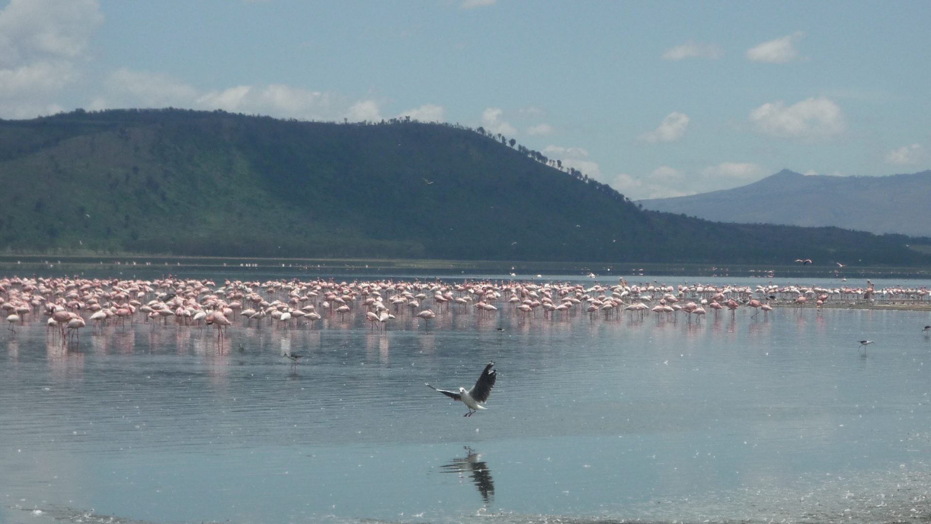 Lake Nakuru Day Trip