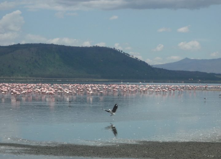 Lake Nakuru Day Trip