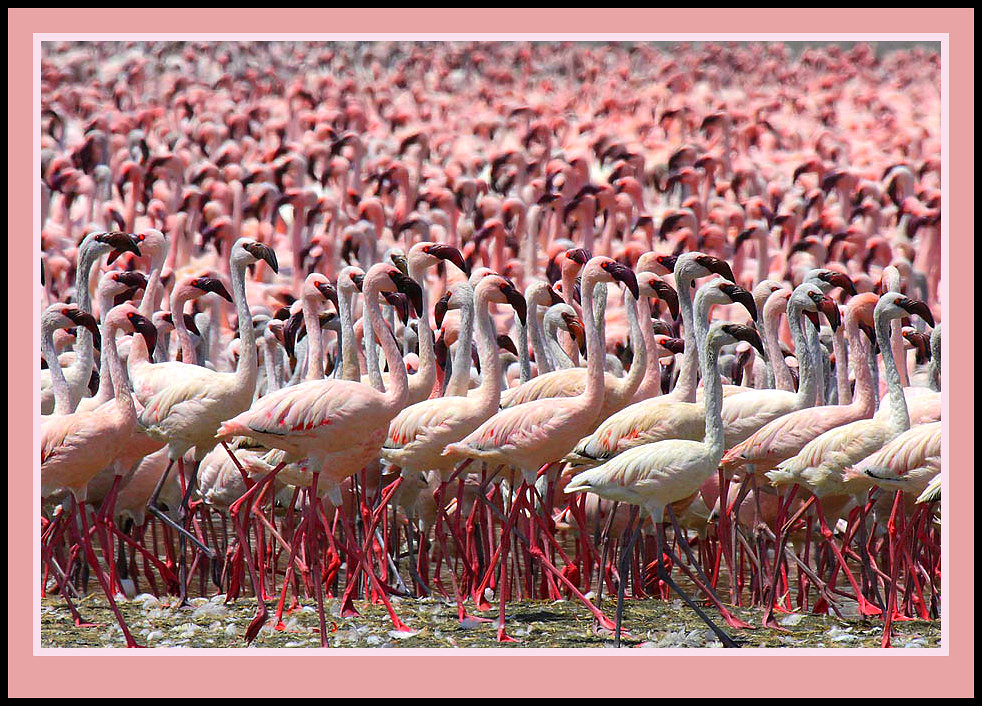 Lake Nakuru Day Trip — flamingo flock