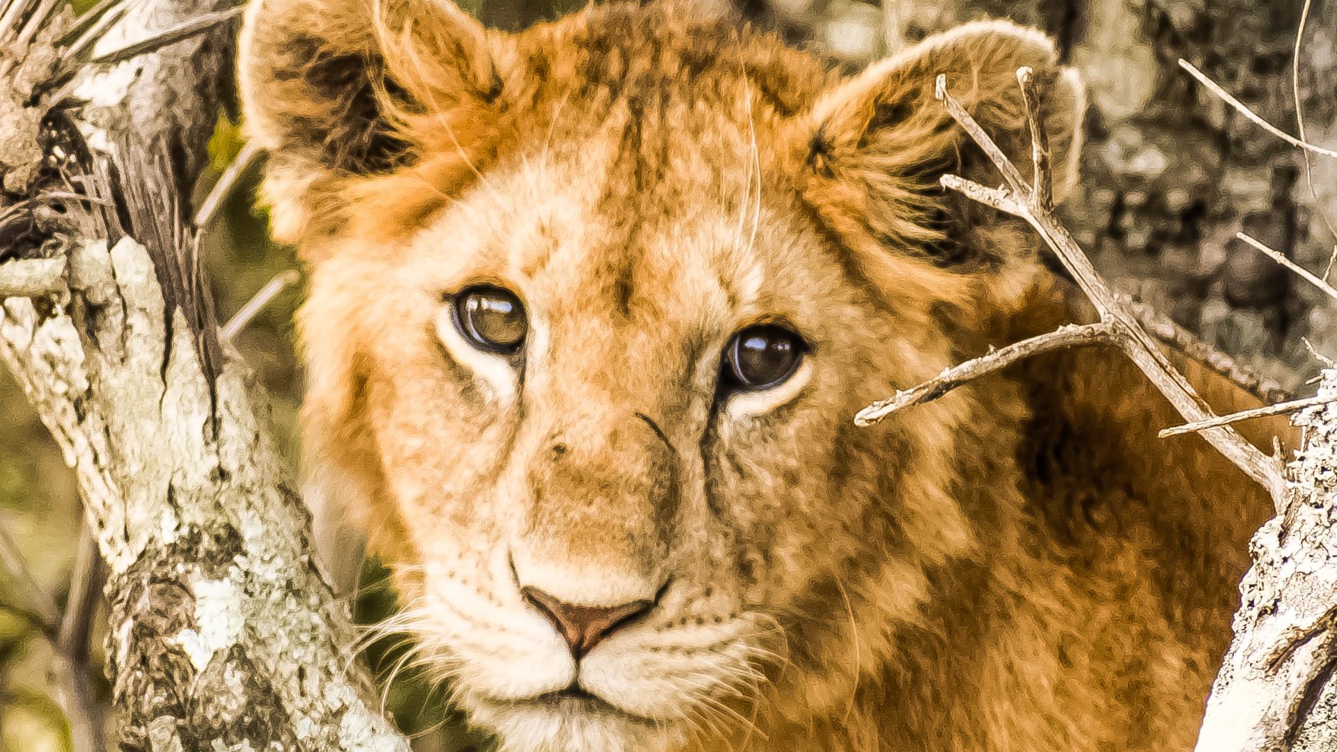 Maasai Mara 3-Day Safari