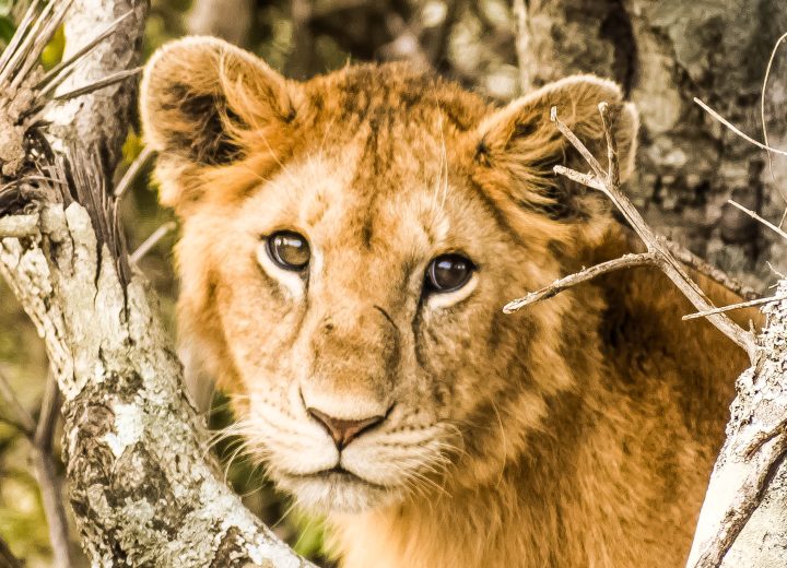 Maasai Mara 3-Day Safari