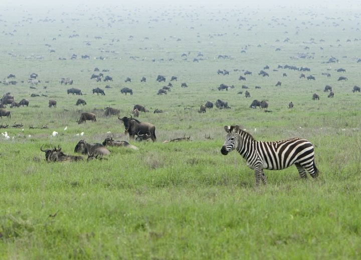 Serengeti Migration Tour