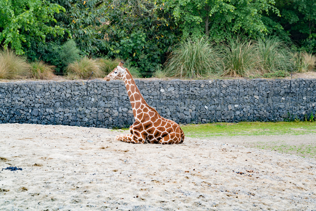 Serengeti Migration Tour — african plains