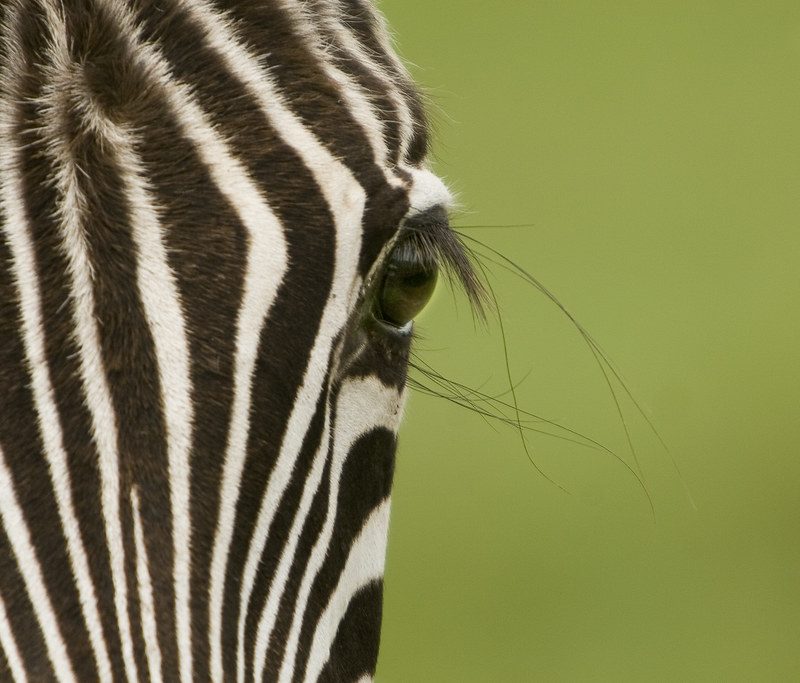 Tanzania Safaris