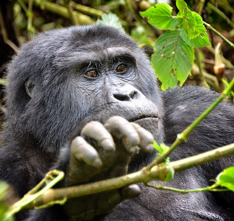 Uganda Gorilla Tours